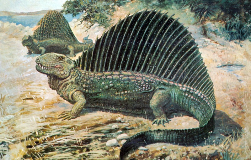 檔案:DimetrodonKnight.jpg