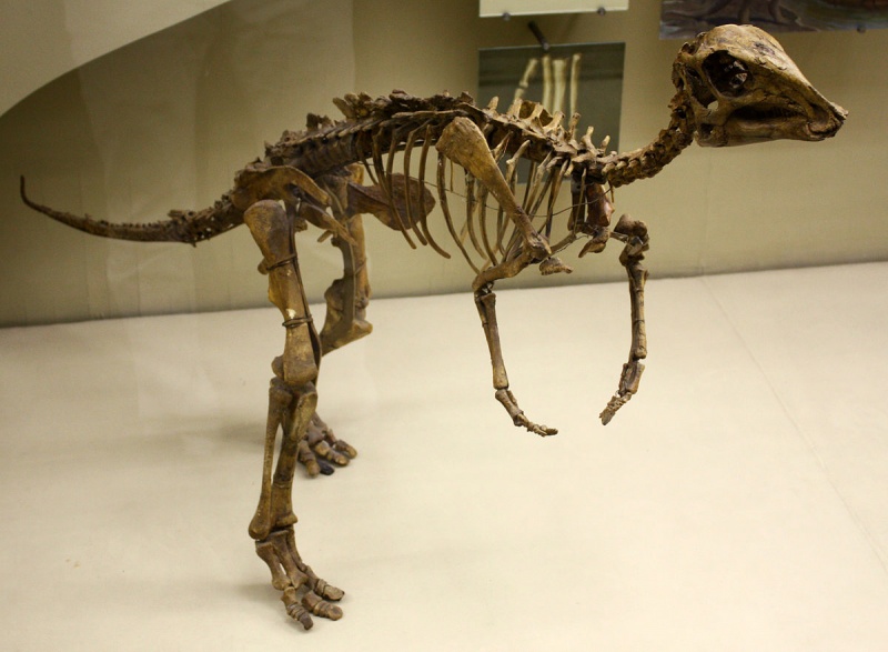 檔案:1200px-Juveni...hadrosaur.jpg