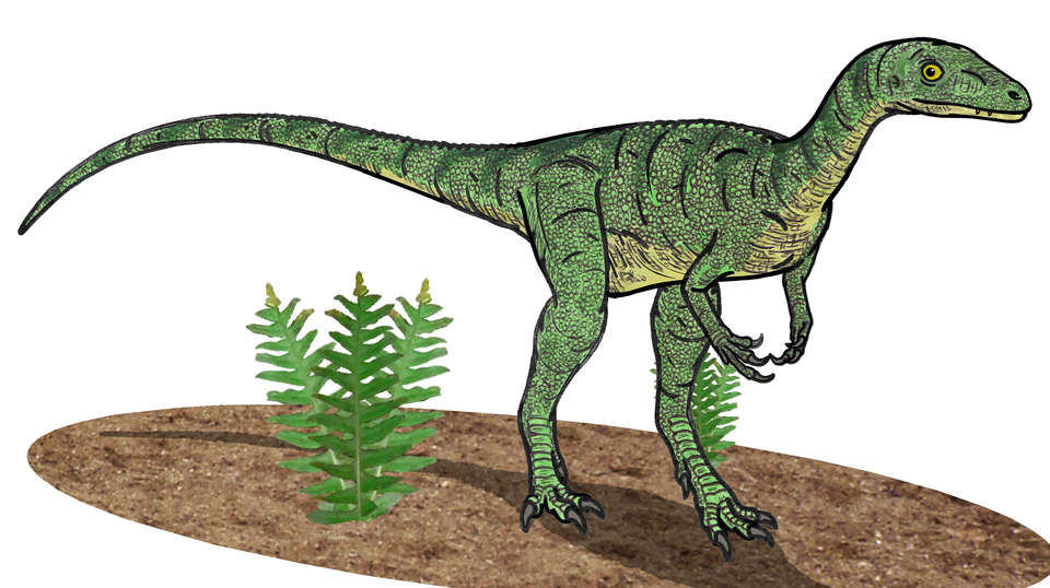 檔案:Eoraptor resto. 01.png