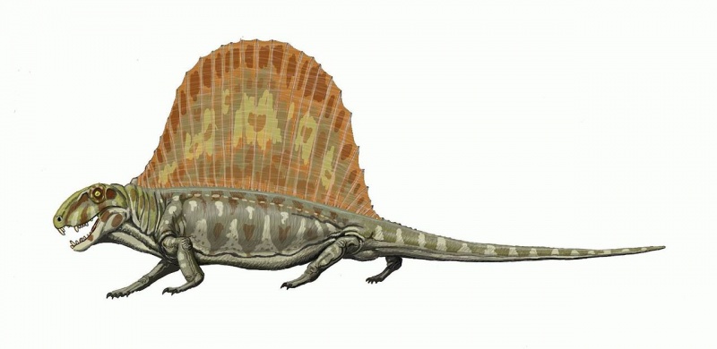 檔案:1280px-Dimetrodon milleri.jpg