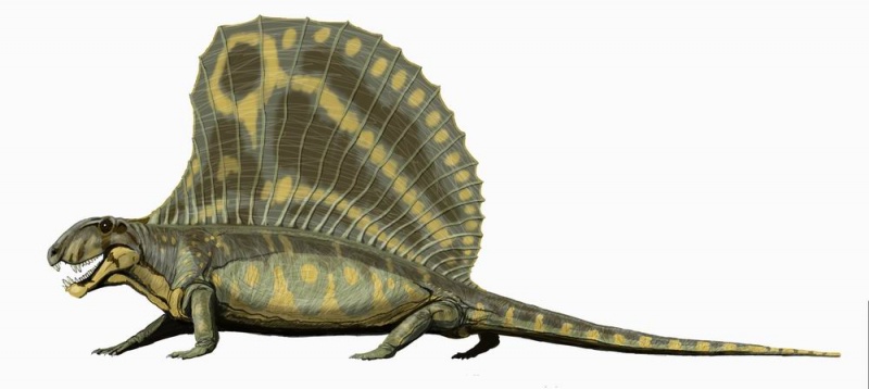 檔案:Dimetrodon gigashomog DB.jpg