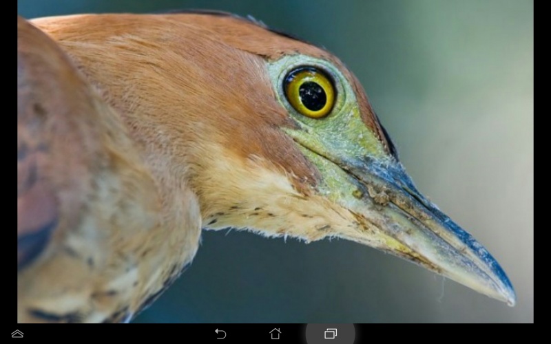 檔案:Screenshot 2014-09-15-17-28-33.jpg