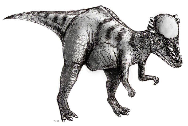 檔案:Sketch pachycephalosaurus.jpg