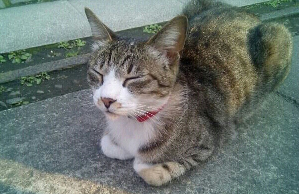 檔案:猫.jpg