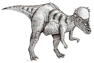 Sketch pachycephalosaurus2.jpg